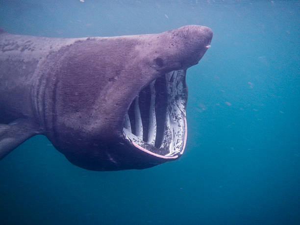 basking shark scotland - filter feeder imagens e fotografias de stock