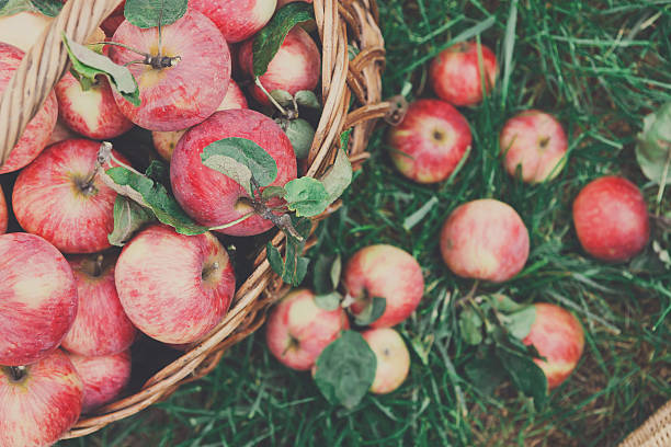 istock Basket with apples harvest in garden, top view 621377114