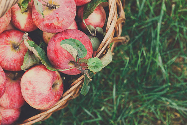 istock Basket with apples harvest in garden, top view 621377188