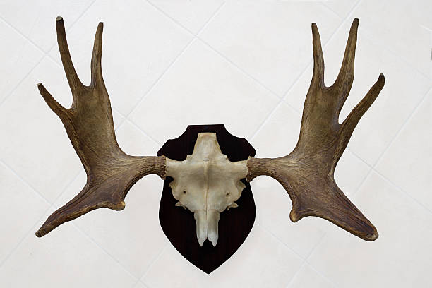 istock Moose antlers with skull and wall mount 621377566