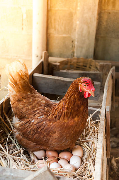 istock Mother Hen hatching eggs in the nest 621378144