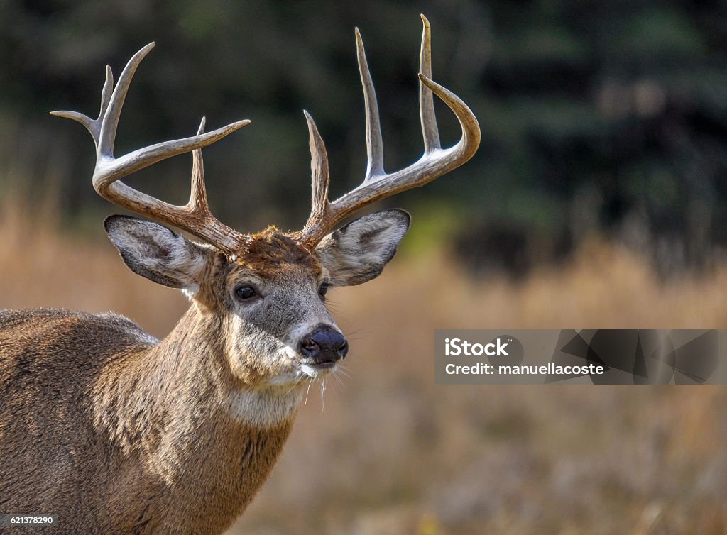 Deer looking for who's coming in Quebec, Canada. Stag Stock Photo