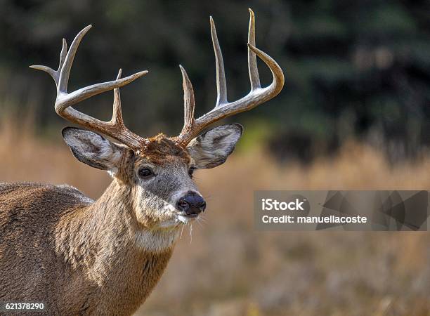 Foto de Veado Procurando Quem Está Vindo Em Quebec Canadá e mais fotos de stock de Veado Macho