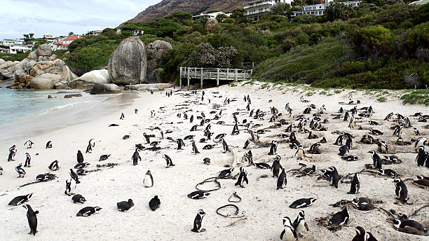 istock Penguins on the Cape Peninsula in South Africa 621378518