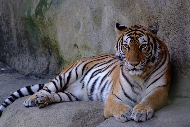 istock tiger is relaxing but still on alert 621378952