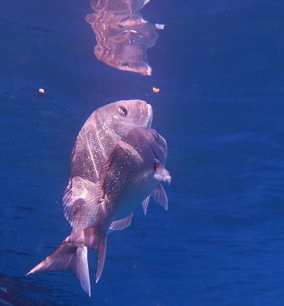 istock Red Snapper Adult and Juvenile 621379122