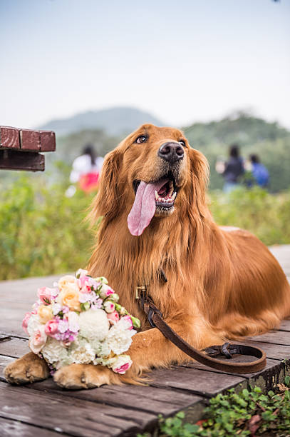 istock The golden retriever was lying 621379460
