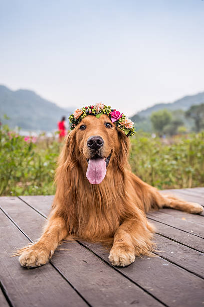 istock The golden retriever was lying 621379624