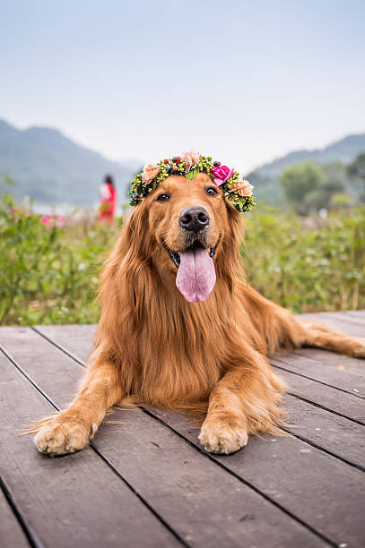 istock The golden retriever was lying 621379716