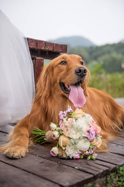 istock The golden retriever was lying 621380008