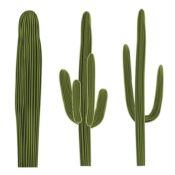 ilustrações de stock, clip art, desenhos animados e ícones de isolated saguaro cactus set - high desert