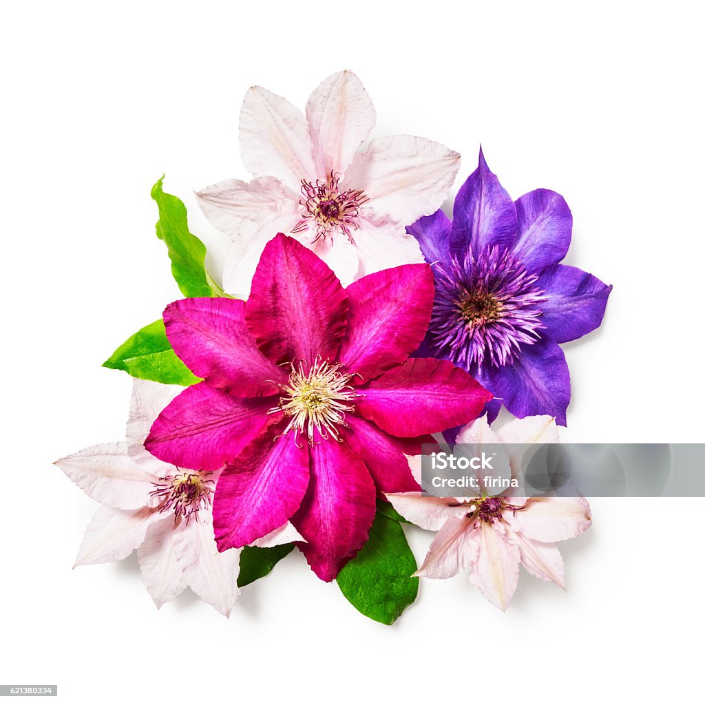 Clématite fleurs - Photo de Clématite libre de droits