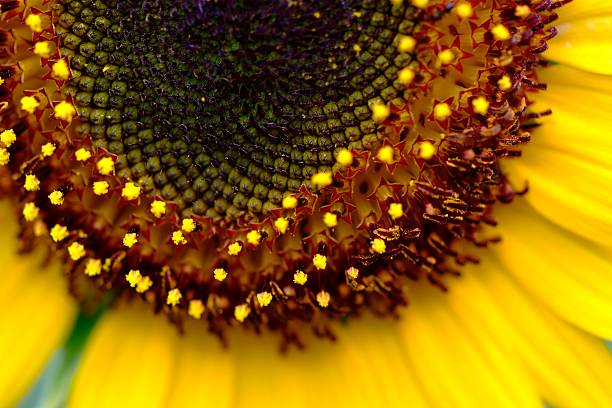 istock closeup of Sunflower 621381154