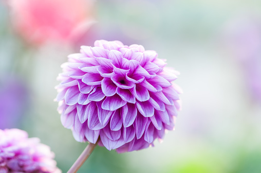 Purple dahlia close-up in the park, floral abstract background. Shallow DOF, outdoor shot.