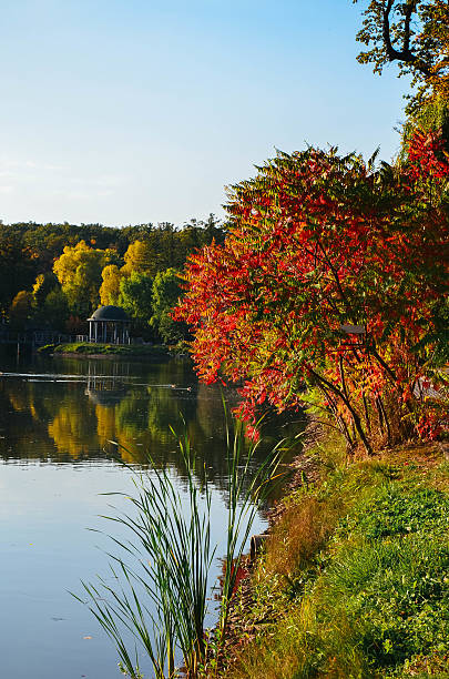 istock Autumn foliage, maple tree branches against lake and sky. Sunny 621383796