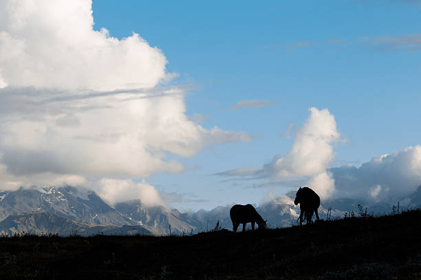 istock Silhouettes of horses on a background  mountains. 621384356