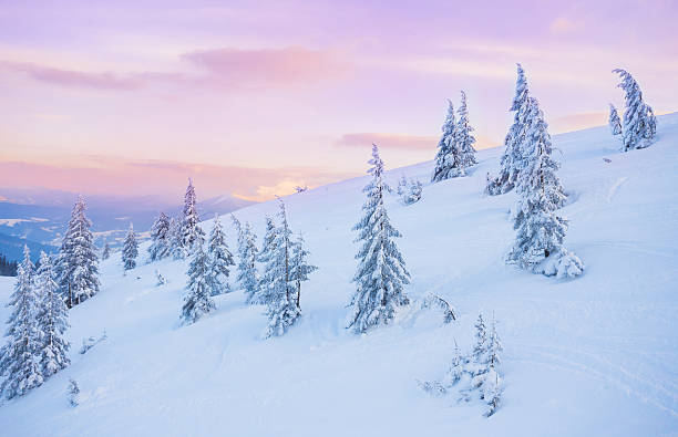 istock pine tree in winter at sunset in the mountains. 621384390