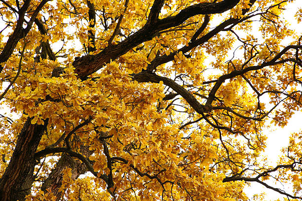 istock Different views of autumn scenery 621384432