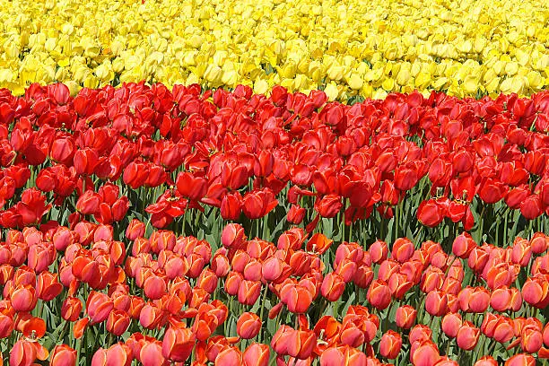 tulips flowerfield near Lisse, Netherlands