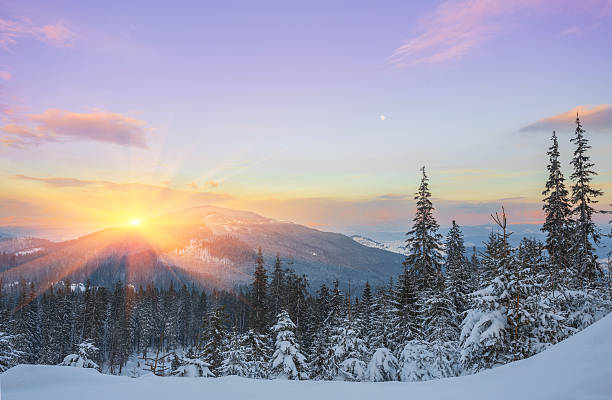 istock pine tree in winter at sunset in the mountains. 621384874