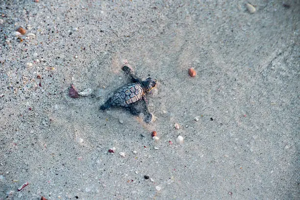 Photo of newborn baby green golfina turtle approaching sea