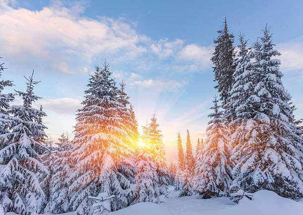 istock Spruce Tree Forest Covered by Snow in Winter 621385138