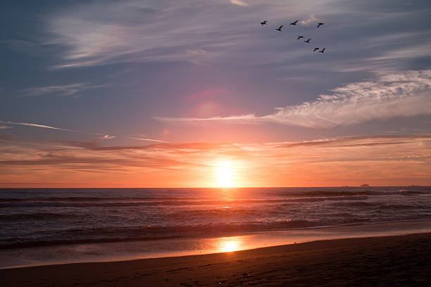 istock Cormorants fly during sunset at the beach 621385192