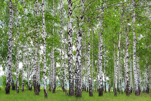 Spring landscape in a birch grove.