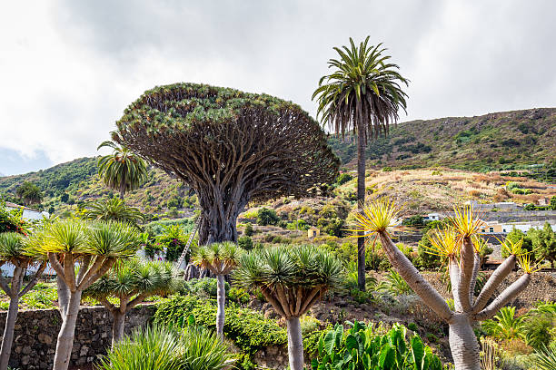 istock Millennial Drago tree en Icod de los Vinos 621386582