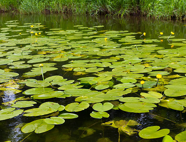 istock Yellow water lilies are preparing to bloom. 621386666