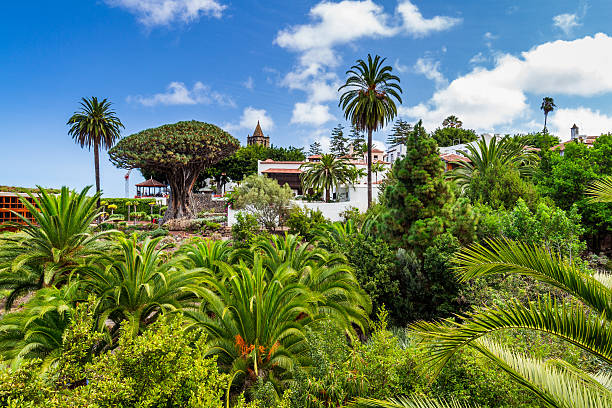 kuvapankkikuvat ja rojaltivapaat kuvat aiheesta näkymä kasvitieteelliseen puutarhaan ja kuuluisaan tuhatvuotiseen puuhun drago - giant dracaena