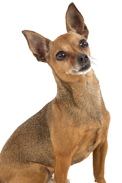 istock female pincher toy dog 621387338