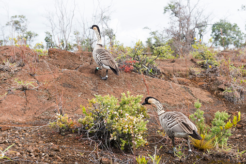 Volcanoes National Park, United States - October 4, 2016: On the Big Island of Kona in Hawaii during the early morning, endangered Nene geese birds walk around the volcanic landscape with identifying bands around their feet. 