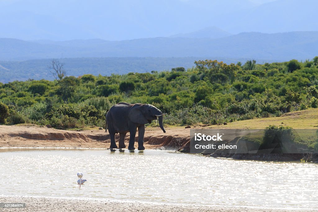 Elephant drinking water from waterhole Elephant drinking water from waterhole at Addo Elephant National Park, South Africa. African wildlife Addo Stock Photo