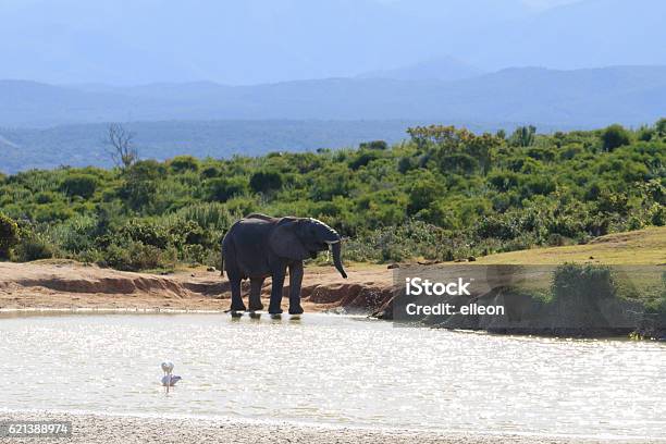 Elephant Drinking Water From Waterhole Stock Photo - Download Image Now - Addo, Addo Elephant National Park, Adventure