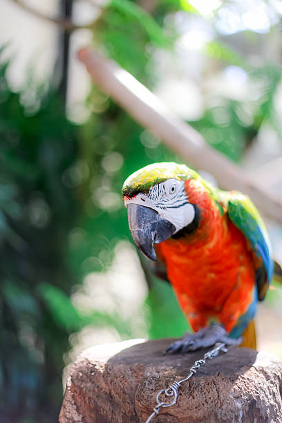 istock parrot,Bird,green,yellow,red,blue 621389382