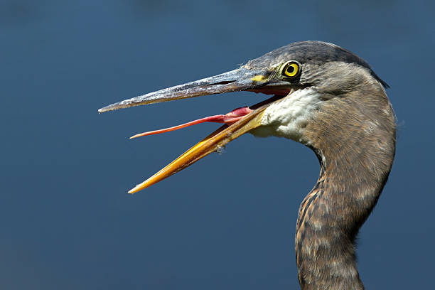 istock Great Blue Heron sticks out tongue 621389566