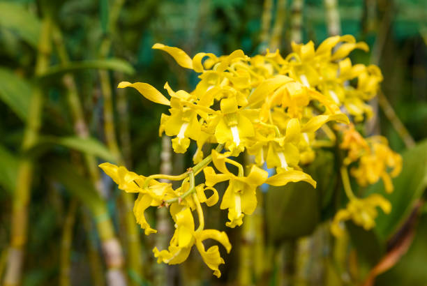 orchidées jaunes sur vert - ylang ylang photos et images de collection