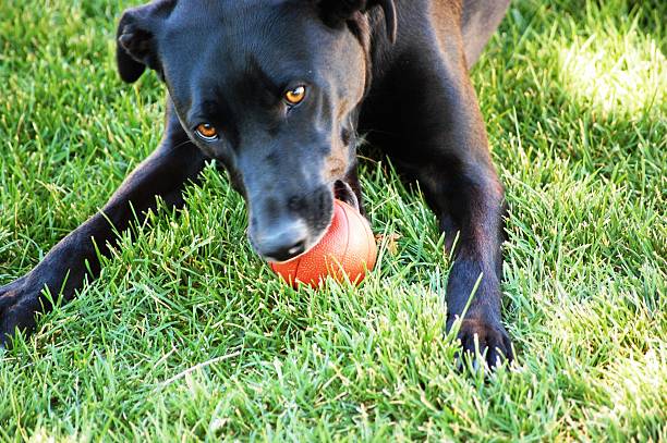 istock Dog playing mini basketball 621391190