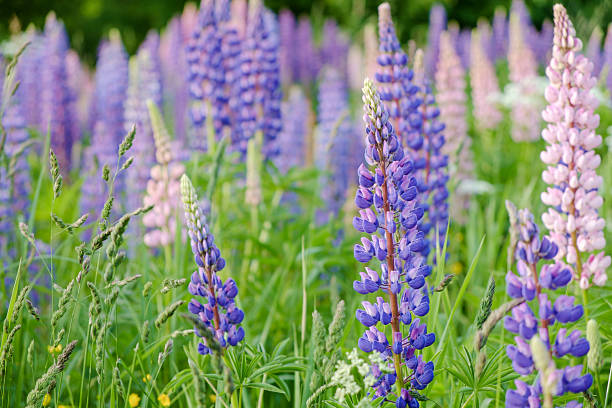 istock Lupine blooming meadow 621391200