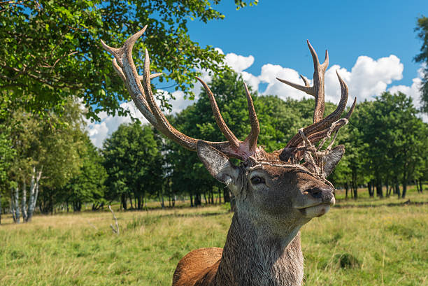 male deer grazing in field - hoby imagens e fotografias de stock