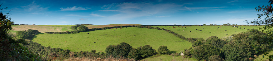 Panoramic view of a cornish landscape with fields and meadows and a flock of cows near Port Isaac.
