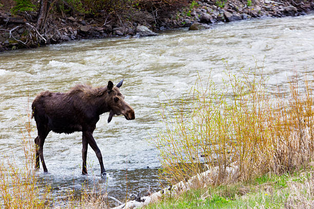 młody łoś w rzece poza wschodnią bramą yellowstone - shoshone river zdjęcia i obrazy z banku zdjęć