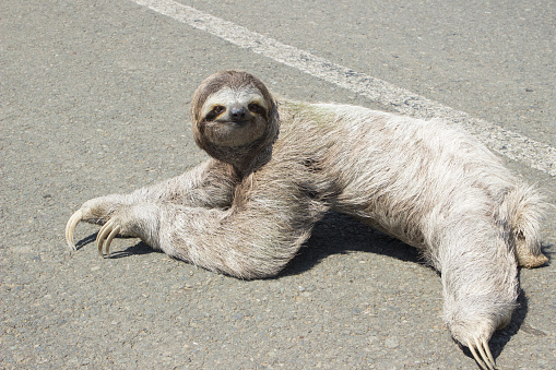 Three toed sloth crossing the road in Costa Rica. His smiling face says it all. While the cars behind him and stop and wait for him to cross, you can tell that he surely doesn't mind the traffic jam. 