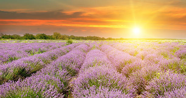 istock Field with blooming lavender and sunrise 621393604