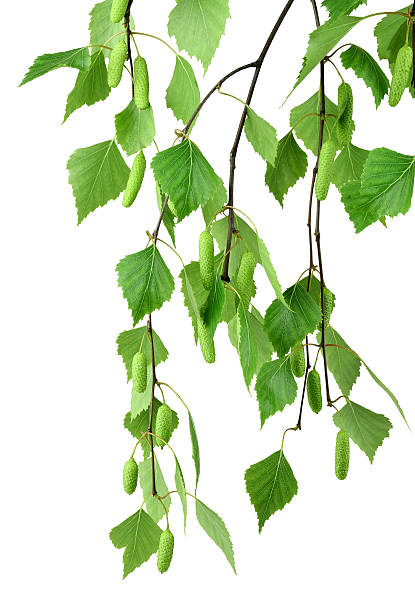 istock branch of birch with buds and leaves , isolated without shadow. 621393868