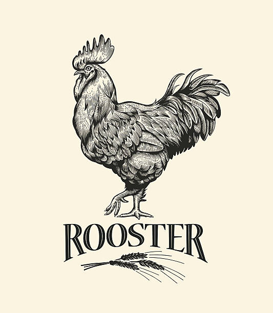 Cock in Vintage engraving style. Rooster grunge label. Illustration of the cock in Vintage engraving style. Rooster grunge label. Sticker image for the farms and manufacturing depicting rooster. Grunge label for the chicken product. rooster stock illustrations