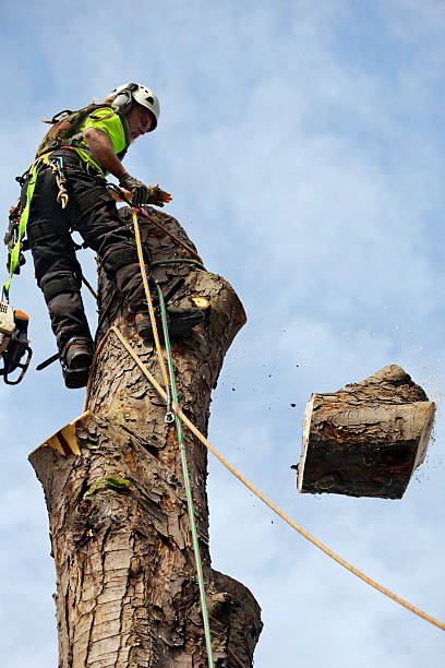 istock Dismantling of Tree Trunk by Tree Surgeon 621394504