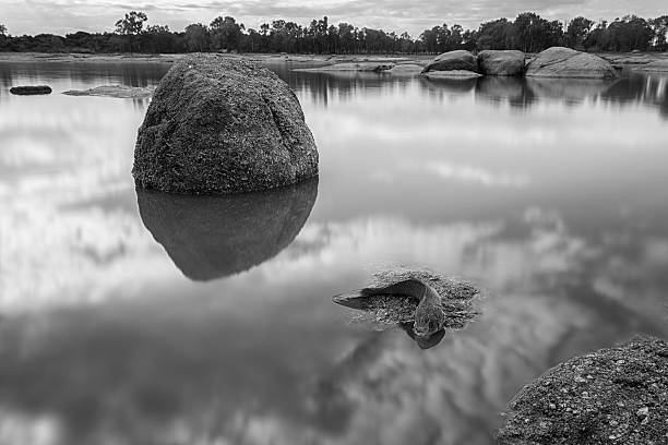 istock Death in the Swamp 621394510