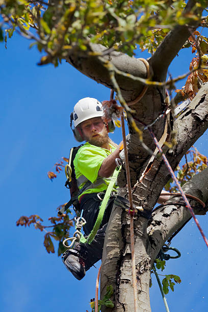 istock Diseased Horse Chestnut Felled by Tree Surgeon 621395096